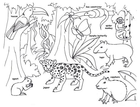 Desenhos de Animais da Amazônia para Colorir e Imprimir ColorirOnline