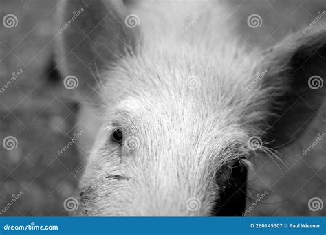 Pig Eyes Close Up Picture Photo in Black and White Face Ears Stock ...