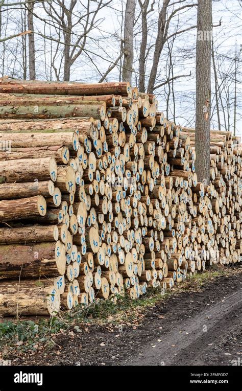 Stack Of Numbered Felled Trees At A Lumberyard Or Logging Site Log