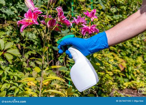 Treatment In The Garden Of Young Shoots Of Roses From Aphids