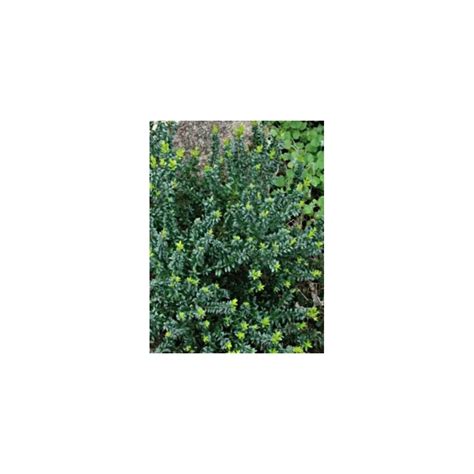 Myrtus Communis Subsp Tarentina Dwarf Myrtle