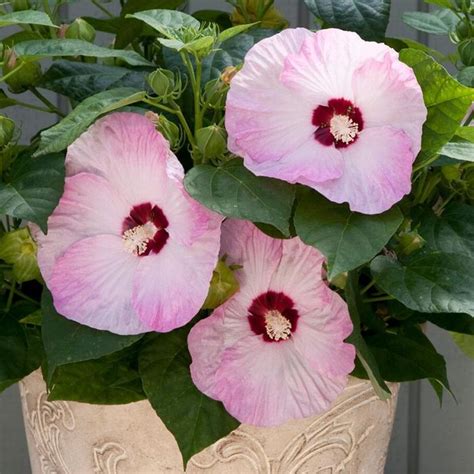 Honeymoon™ Light Rose Dwarf Hardy Hibiscus Sooner Plant Farm