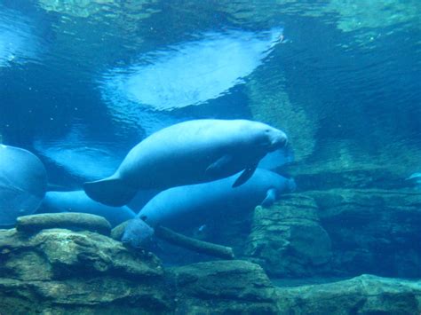 Florida Manatee | Raymie's Zoo