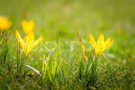 Gule krokus blomster på en grøn græsplæne i solen Stock foto Colourbox