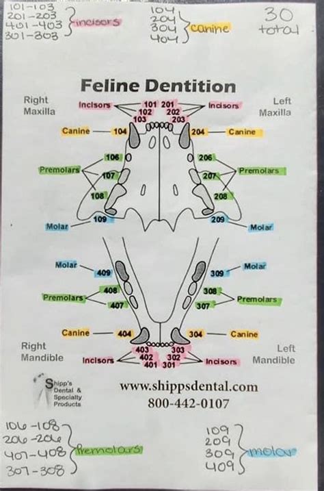 Diagrams Of Feline Arterial And Venous Systems Artofit