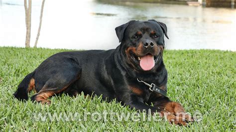 Guardian Rottweilers Bolo Rottweiler Puppies Miami