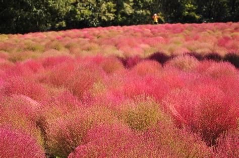 Kochia Scoparia Grass Grass Plants Farmland