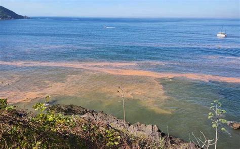 Presencia De Marea Roja En Sinaloa Alerta A Las Autoridades