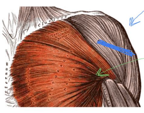 Pectoral Region Flashcards Quizlet