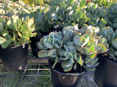 Crassula Bluebird” Bamboo South Coast