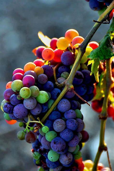 Rainbow Grapes - Incredibly Delicious Falvor - XciteFun.net