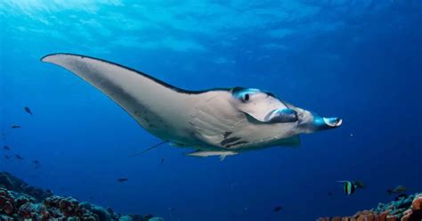 Manta Ray Behavior - AnimalBehaviorCorner