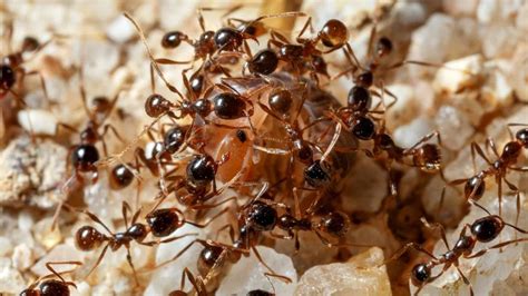 How Are Queen Ants Born And How Do They Become Queen