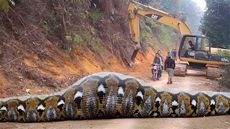 Esta Cobra Quebrou O Recorde Mundial As Maiores Cobras Do Mundo YouTube