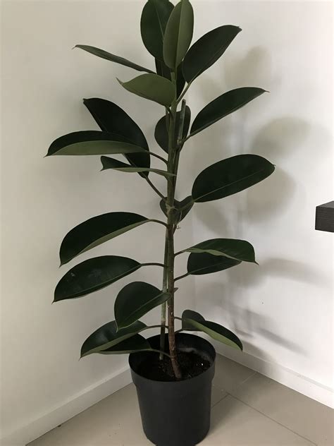 4ft Rubber Tree Ficus Elastica Burgundy Indoor Outdoor Plant Potted