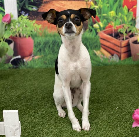 Differences Training Competition Heeling for Small Dogs | Endzone Dog