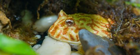 Pacman Frog Care Sheet Everything You Need To Know Everything Reptiles