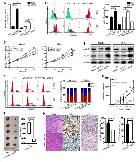 Figure From Chidamide Inhibits Acute Myeloid Leukemia Cell