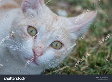 Interesting Scary Cat Eyes Stock Photo 1446916646 | Shutterstock