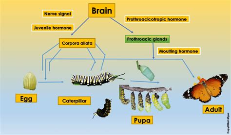 (PDF) Butterfly -Metamorphosis