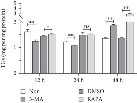 effects  autophagy activation  inhibition  autophagy related