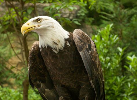 Meet Our Birds American Eagle Foundation