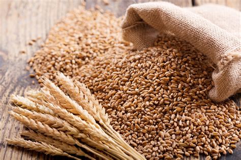 Organic Hard Red Spring Wheat Seeds Organic Wheat Grass Etsy