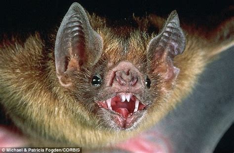 Vampire Bats Are Blood Donors To Boost The Survival Chances Of The