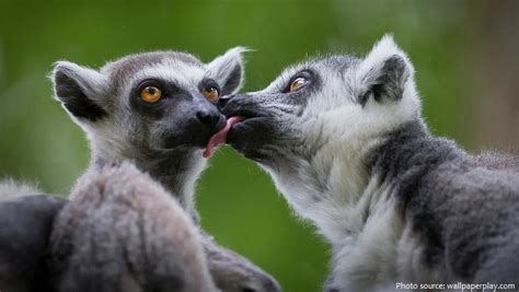 Interesting facts about ring-tailed lemurs | Just Fun Facts