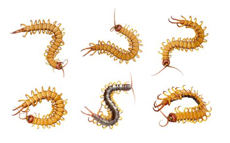 A Collection Of Isolated Centipedes Or Chilopoda On A Isolated Crawly