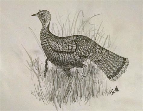 Wild Turkey pencil sketch. | Wildlife art, Moose art, Art