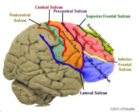 Neuroanatomy Online Lab Overview Of The Nervous System Review Of