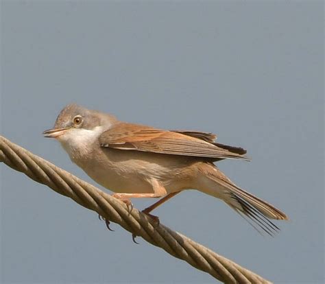 Herts Bird Club 2022 Whitethroat Wallington ADay 2Jun