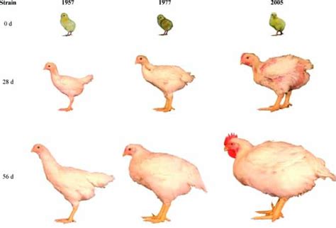 How Chickens Tripled In Size Since The S