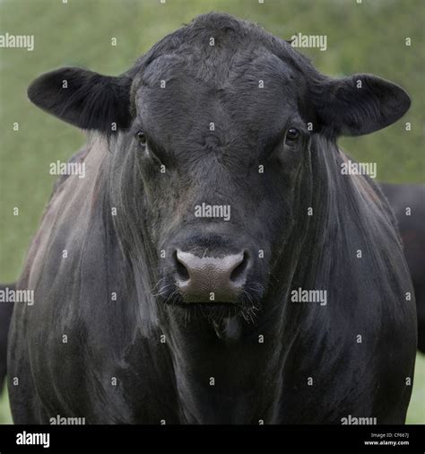 Head Big Black Angus Bull Hi Res Stock Photography And Images Alamy