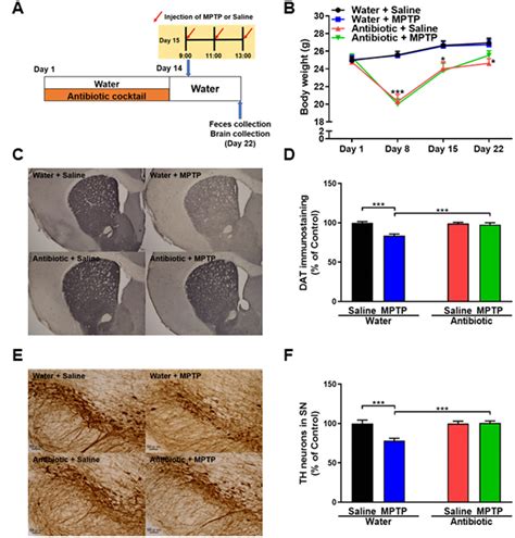 Antibiotic Induced Microbiome Depletion Protects Against MPTP Induced