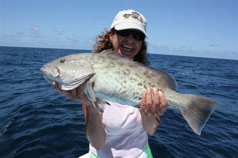 Florida's Gulf Grouper Season Opens | Bradenton, FL Patch