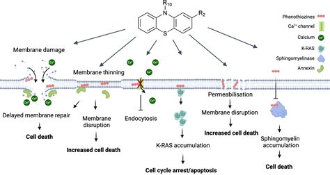 Frontiers Repurposing Phenothiazines For Cancer Therapy Compromising