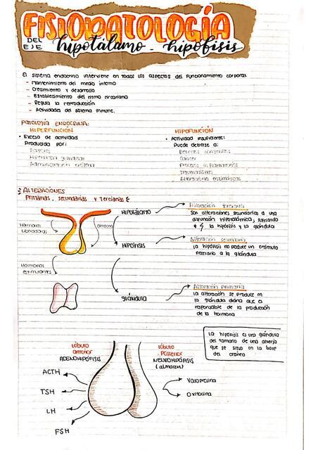 Fisiopatología del eje Hipotálamo Hipofisis medical notes uDocz