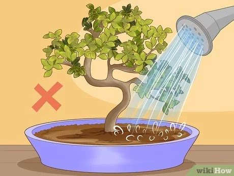 Juniper Bonsai Tree Dying