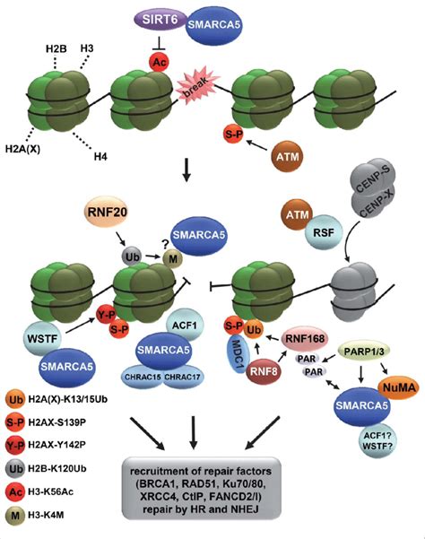 Iswi Chromatin Remodeling Complexes In Double Strand Break Repair