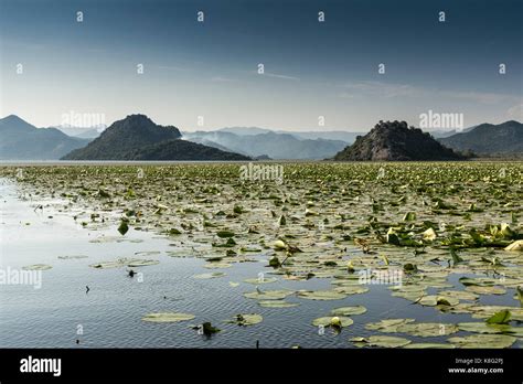 Lilypads, Lake Scutari, Rijeka Crnojevica, Montenegro Stock Photo - Alamy