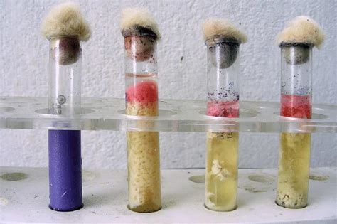 Litmus Milk Test Its Principle Procedure And Uses Microbial Notes