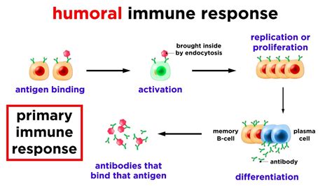 Innate Immune System Diagram