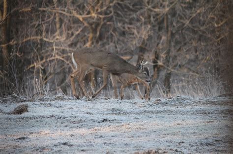 Timber Life: Iowa Deer Classic 2017