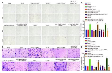 Inhibition Of Mir 34a 5p Promotes Adsc Migration In Vitro By Download Scientific Diagram