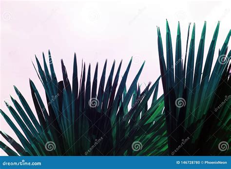 Folhas Tropicais Da Palmeira Plantas Ex Ticas Geom Tricas Do Conceito