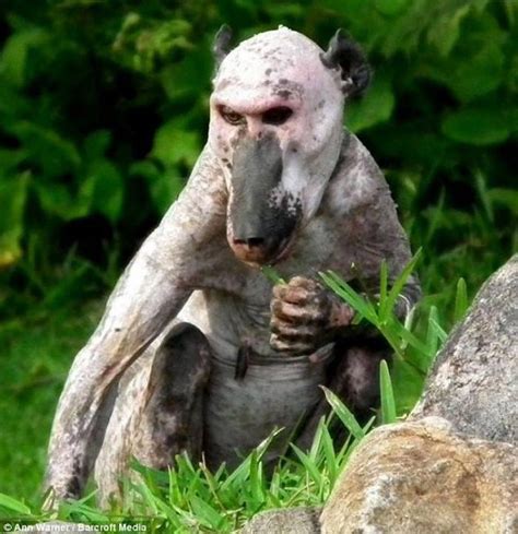 Hairless Animals Baboon Monkey World