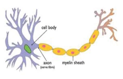 Clin Med Ii Neuro Peripheral Neuropathies Flashcards Quizlet