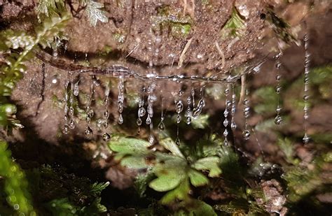 Glow-worms — Science Learning Hub